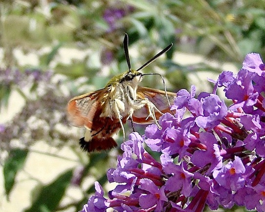 broad-bordered bee hawkmoth